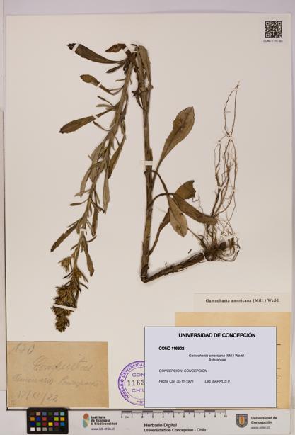 Gamochaeta americana [Espécimen: UDEC:CONC:0116302]
