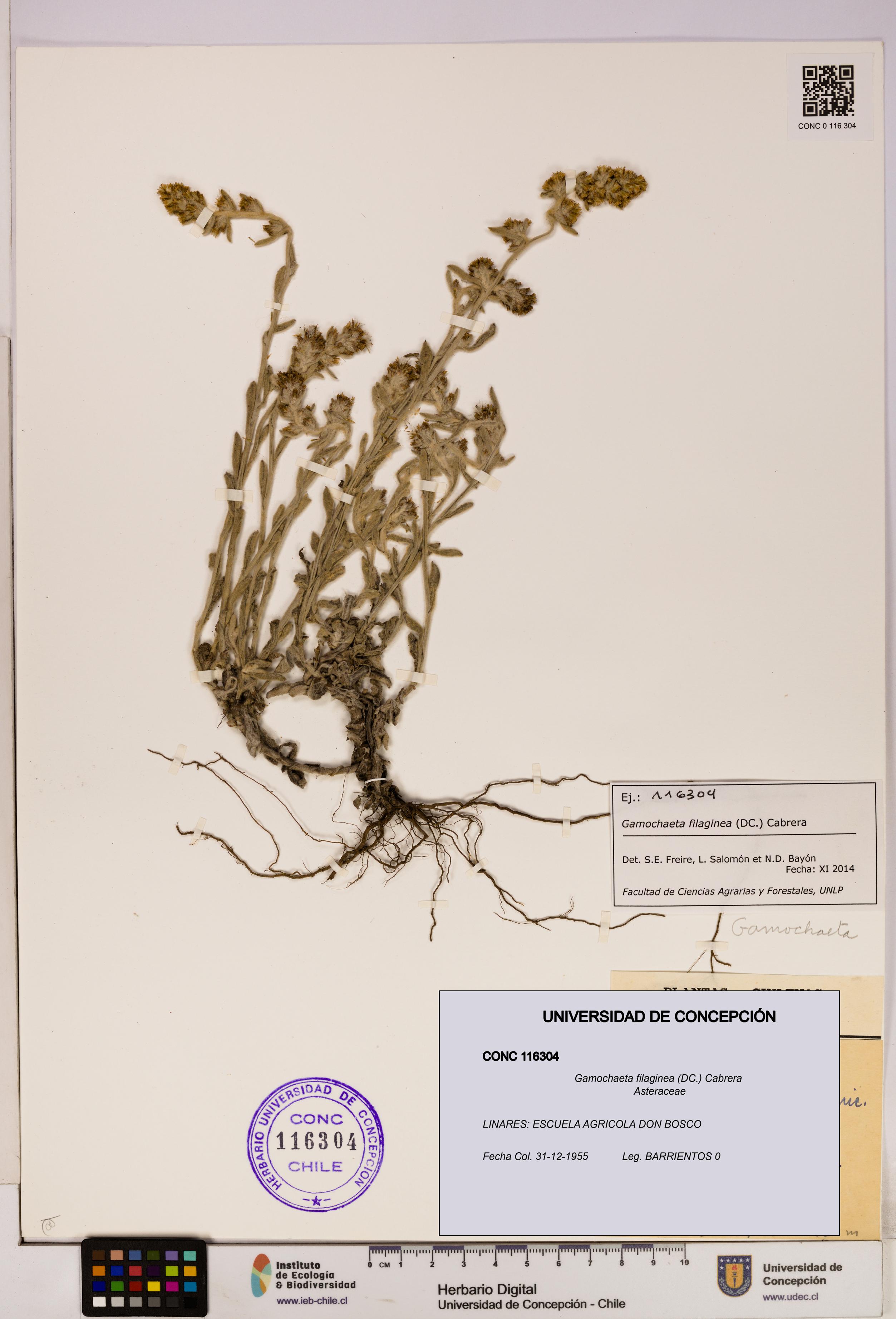 Gamochaeta filaginea [Espécimen: UDEC:CONC:0116304]
