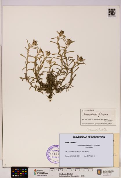 Gamochaeta filaginea [Espécimen: UDEC:CONC:0116305]