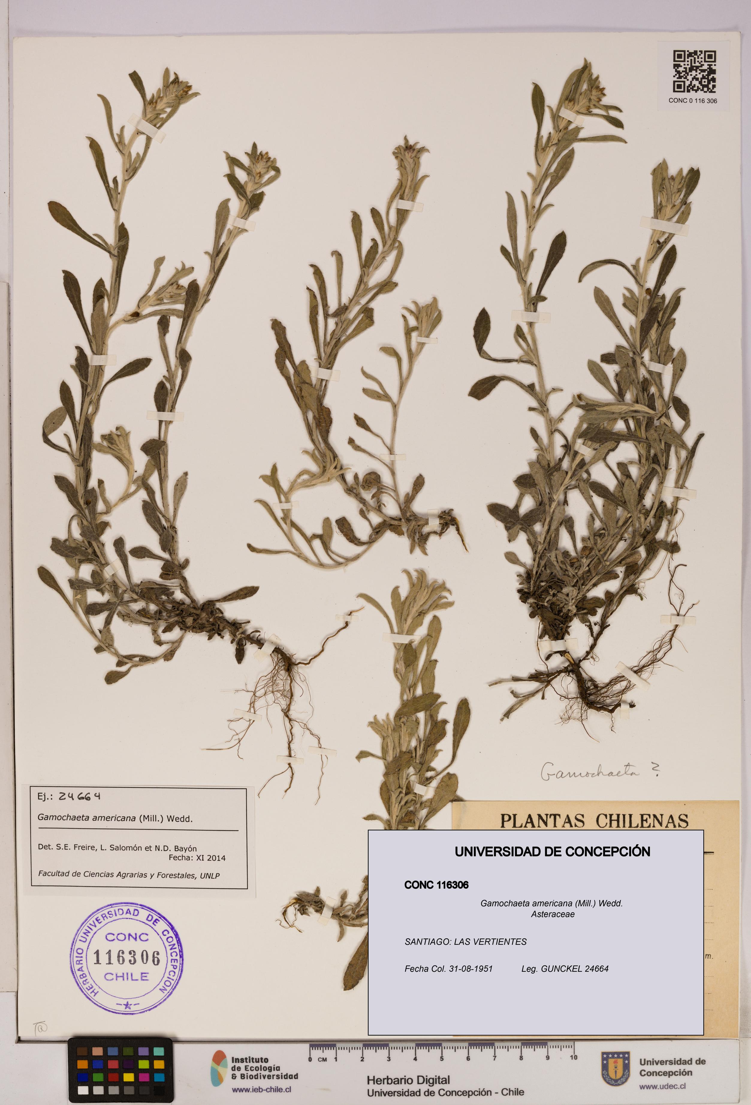 Gamochaeta americana [Espécimen: UDEC:CONC:0116306]