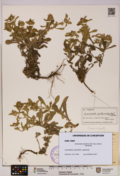 Gamochaeta spiciformis [Espécimen: UDEC:CONC:0116307]