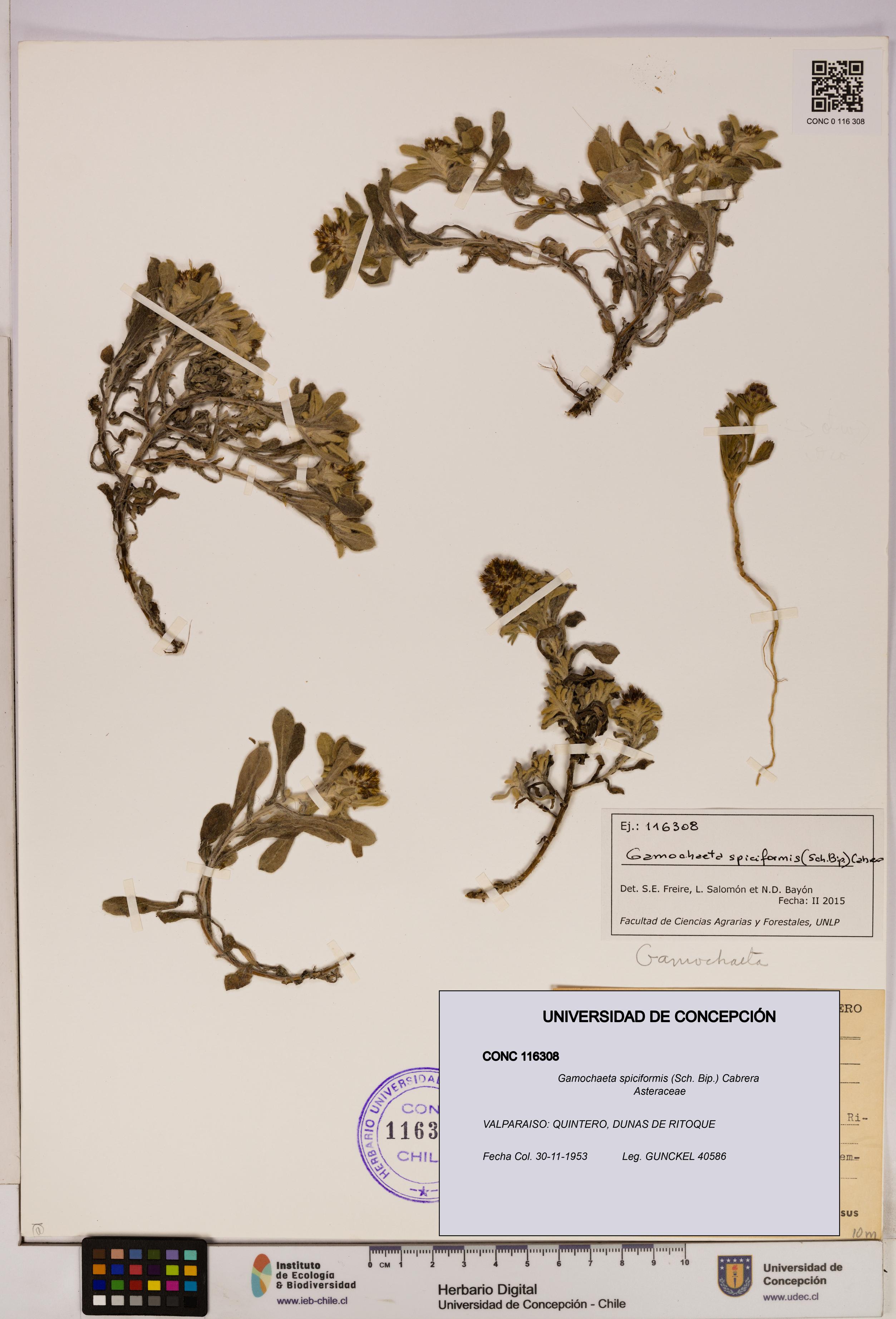 Gamochaeta spiciformis [Espécimen: UDEC:CONC:0116308]