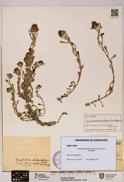 Gamochaeta spiciformis [Espécimen: UDEC:CONC:0116311]