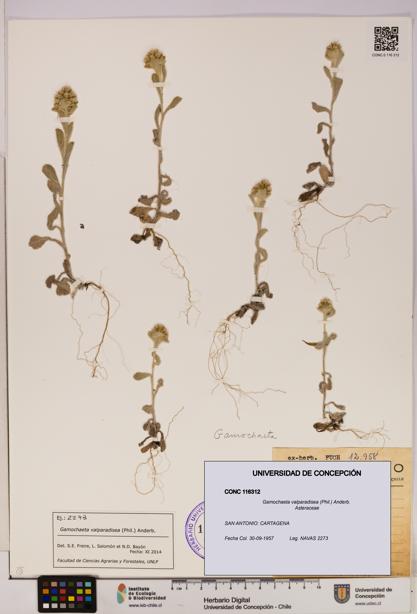 Gamochaeta valparadisea [Espécimen: UDEC:CONC:0116312]