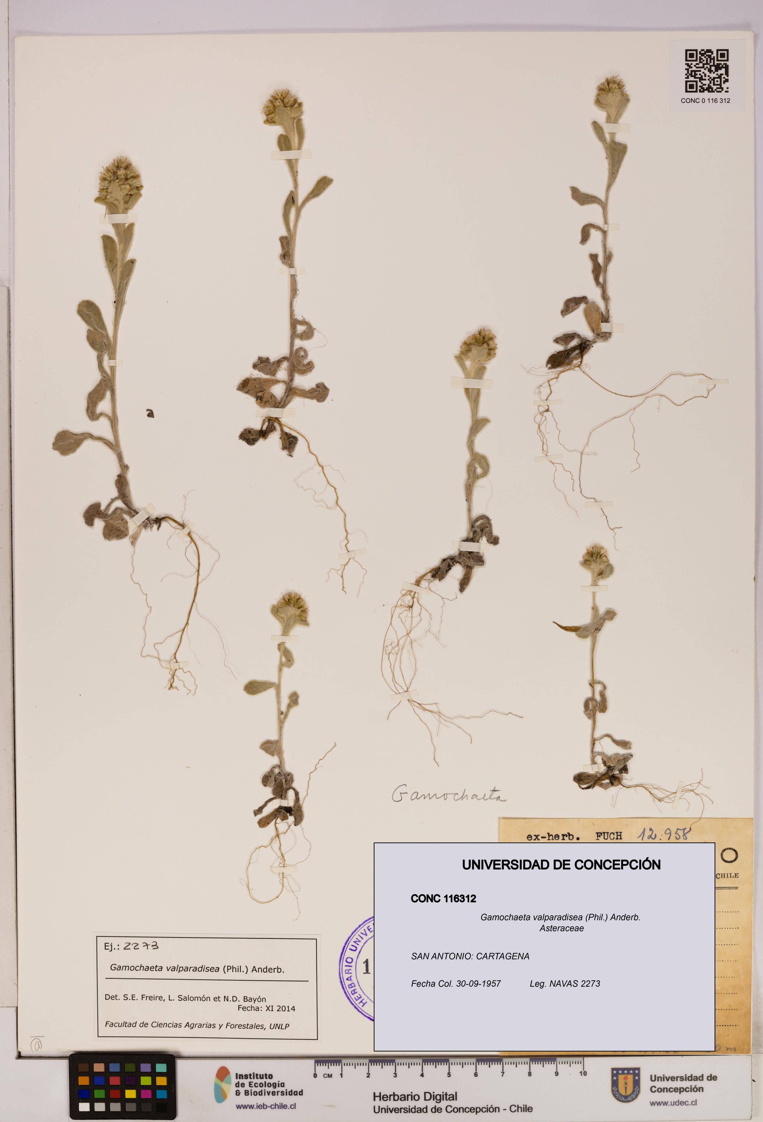 Gamochaeta valparadisea [Espécimen: UDEC:CONC:0116312]