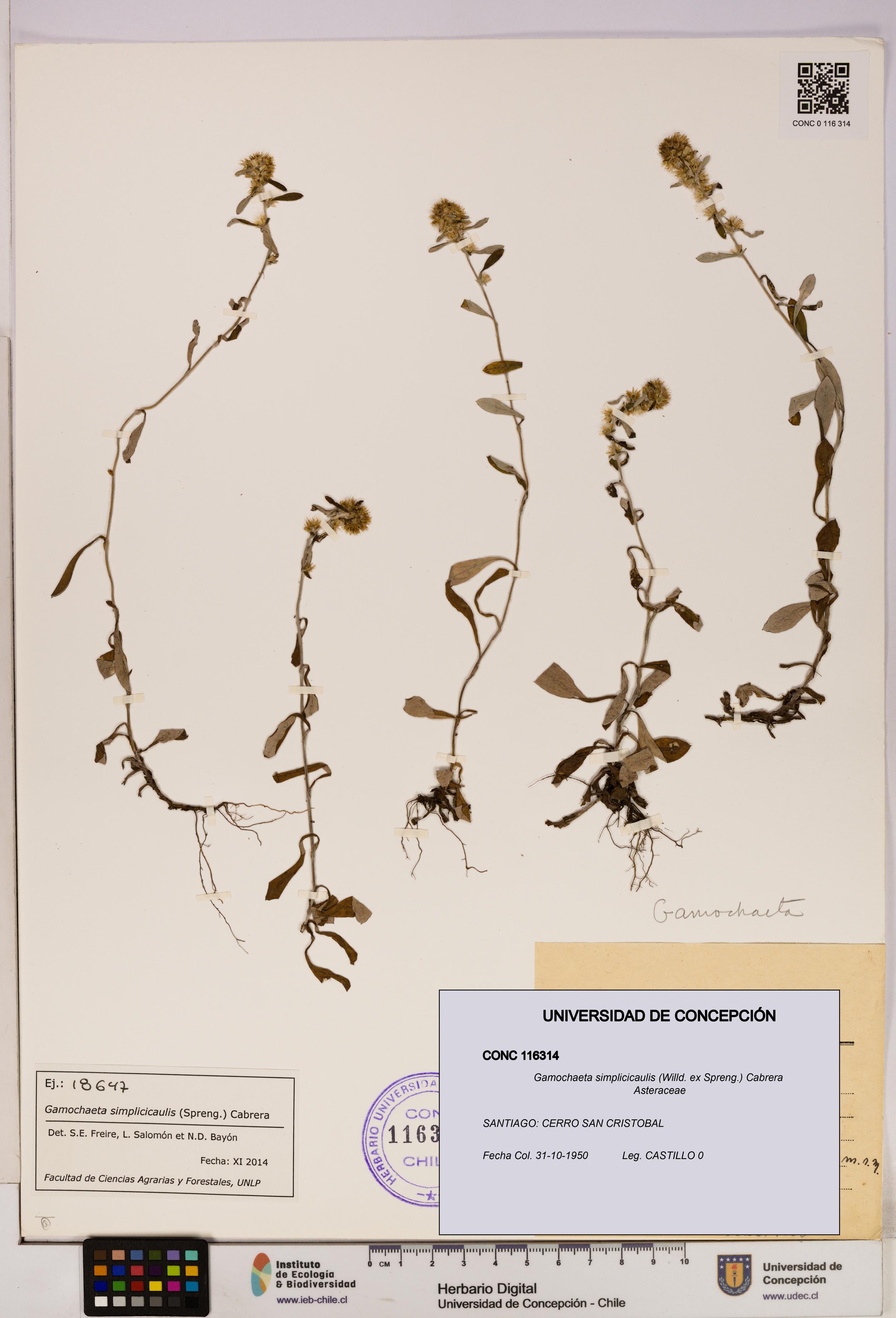 Gamochaeta simplicicaulis [Espécimen: UDEC:CONC:0116314]
