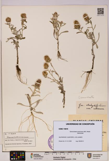 Gamochaeta americana [Espécimen: UDEC:CONC:0116315]