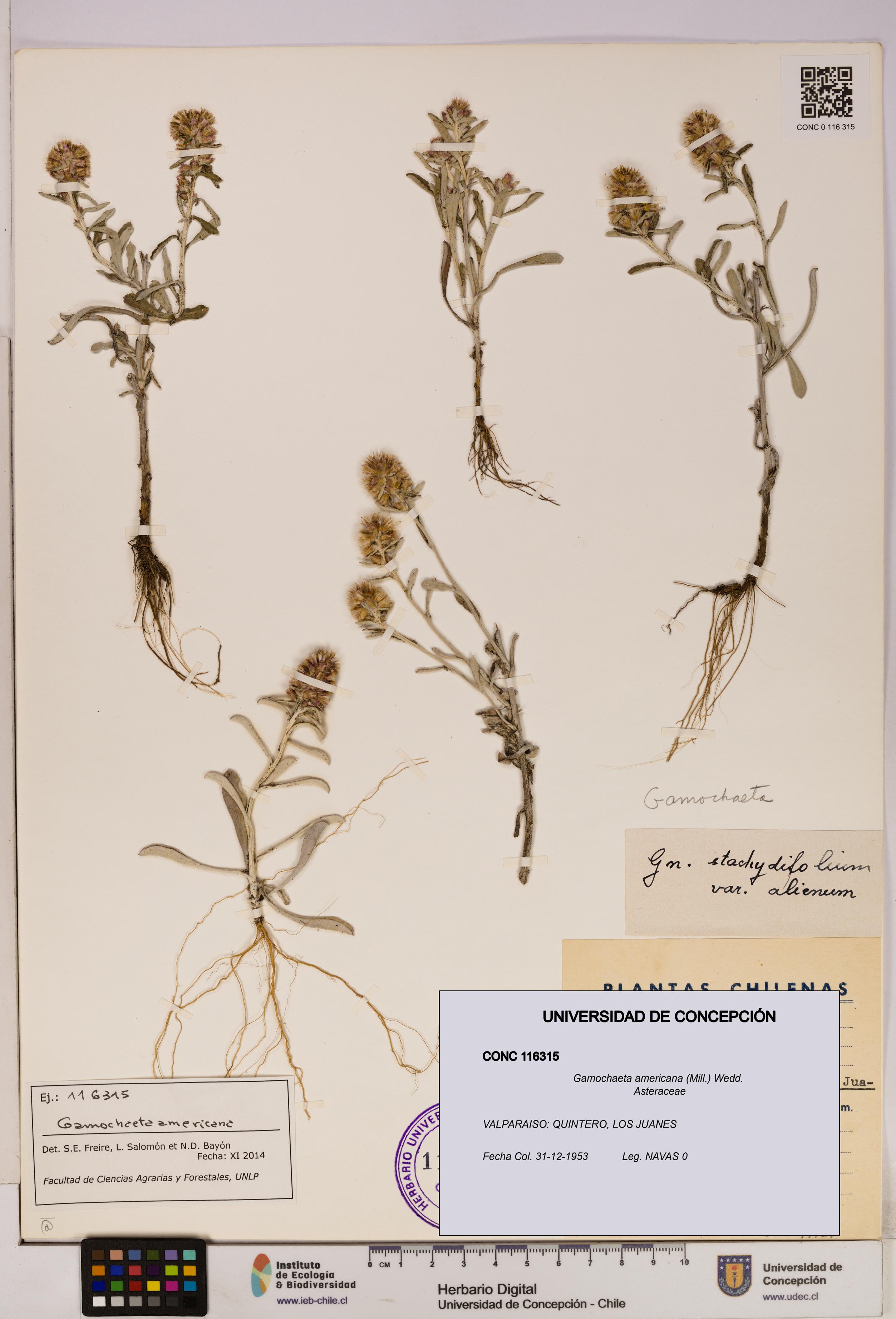 Gamochaeta americana [Espécimen: UDEC:CONC:0116315]