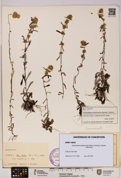 Gamochaeta simplicicaulis [Espécimen: UDEC:CONC:0116316]