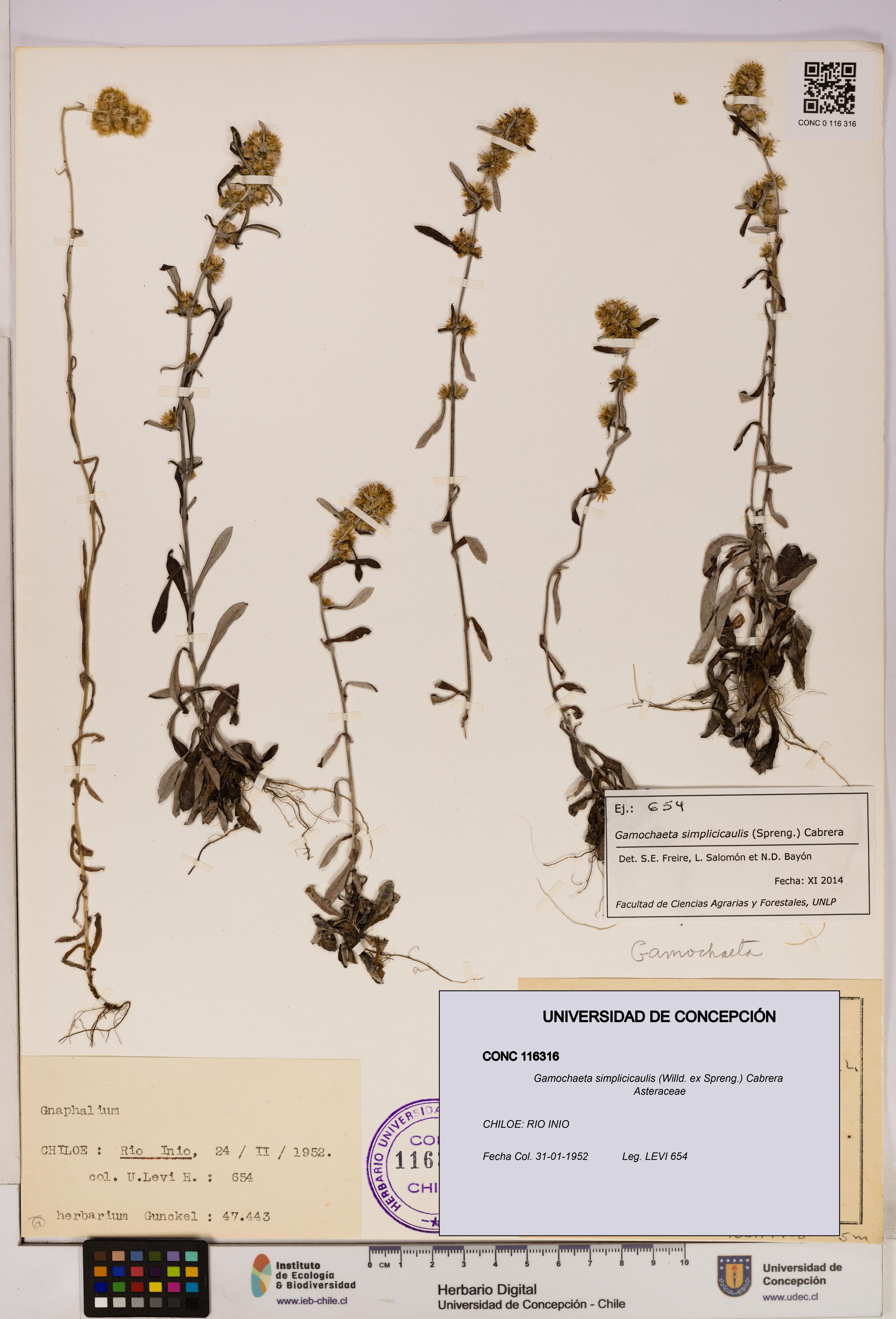 Gamochaeta simplicicaulis [Espécimen: UDEC:CONC:0116316]