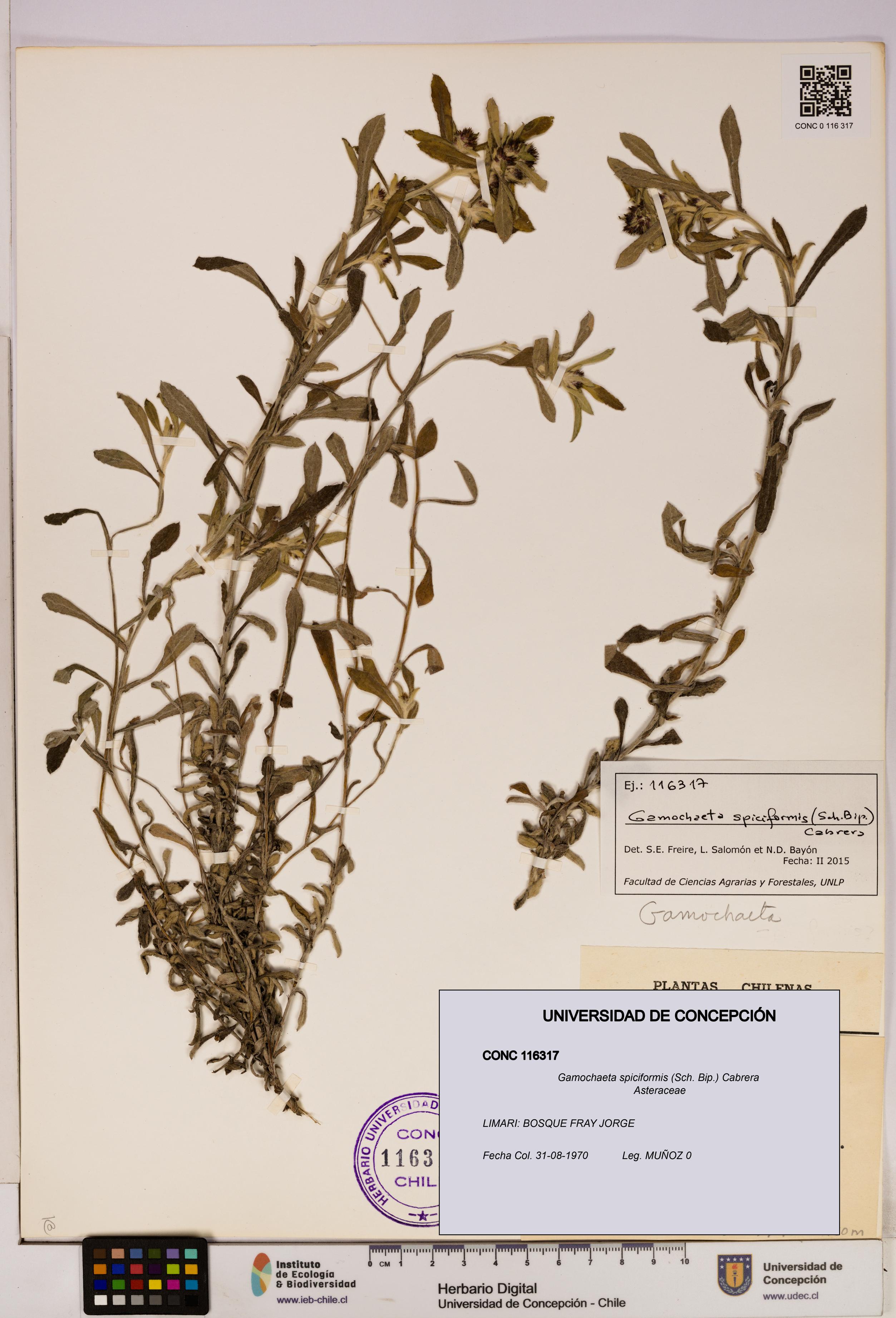 Gamochaeta spiciformis [Espécimen: UDEC:CONC:0116317]
