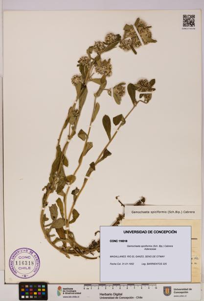 Gamochaeta spiciformis [Espécimen: UDEC:CONC:0116318]