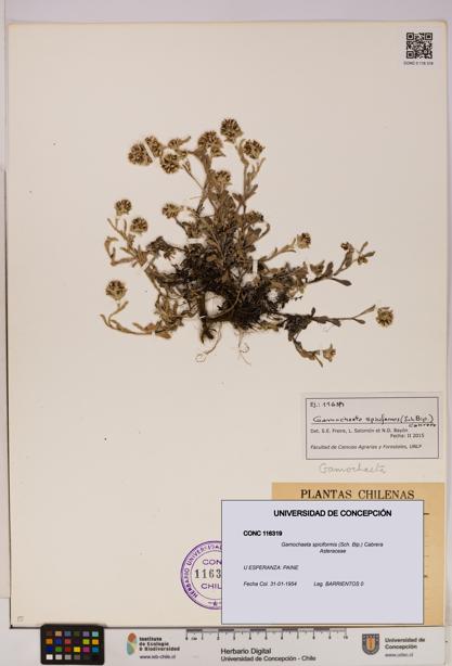 Gamochaeta spiciformis [Espécimen: UDEC:CONC:0116319]