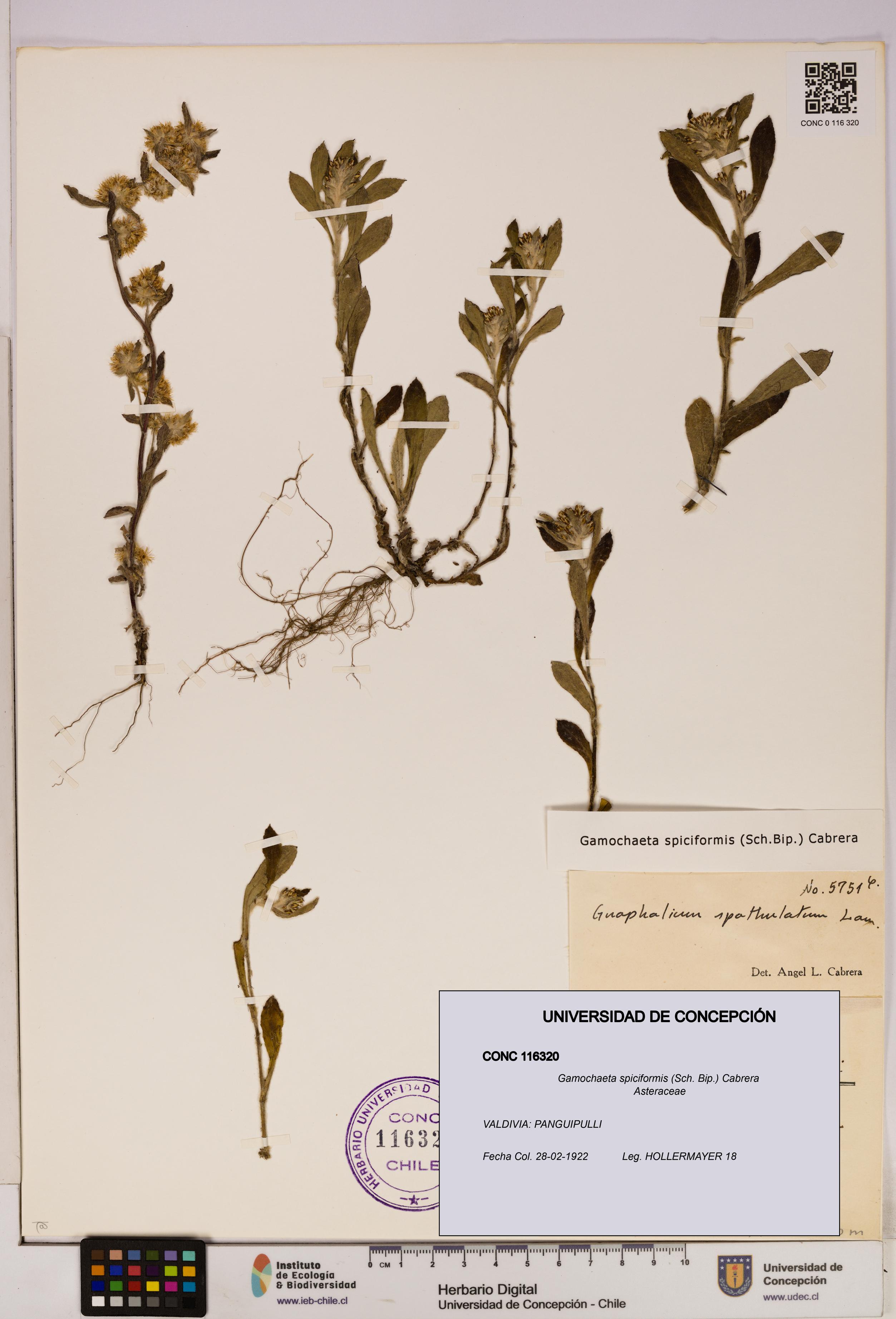 Gamochaeta spiciformis [Espécimen: UDEC:CONC:0116320]