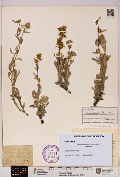 Gamochaeta filaginea [Espécimen: UDEC:CONC:0116321]