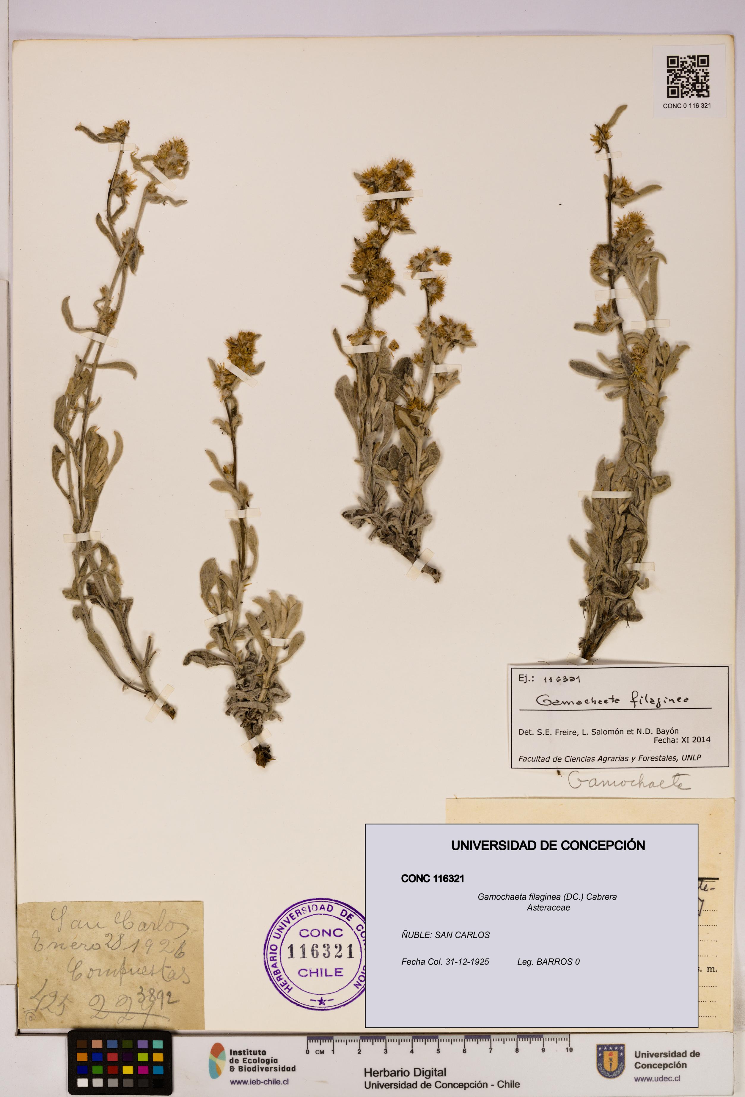 Gamochaeta filaginea [Espécimen: UDEC:CONC:0116321]