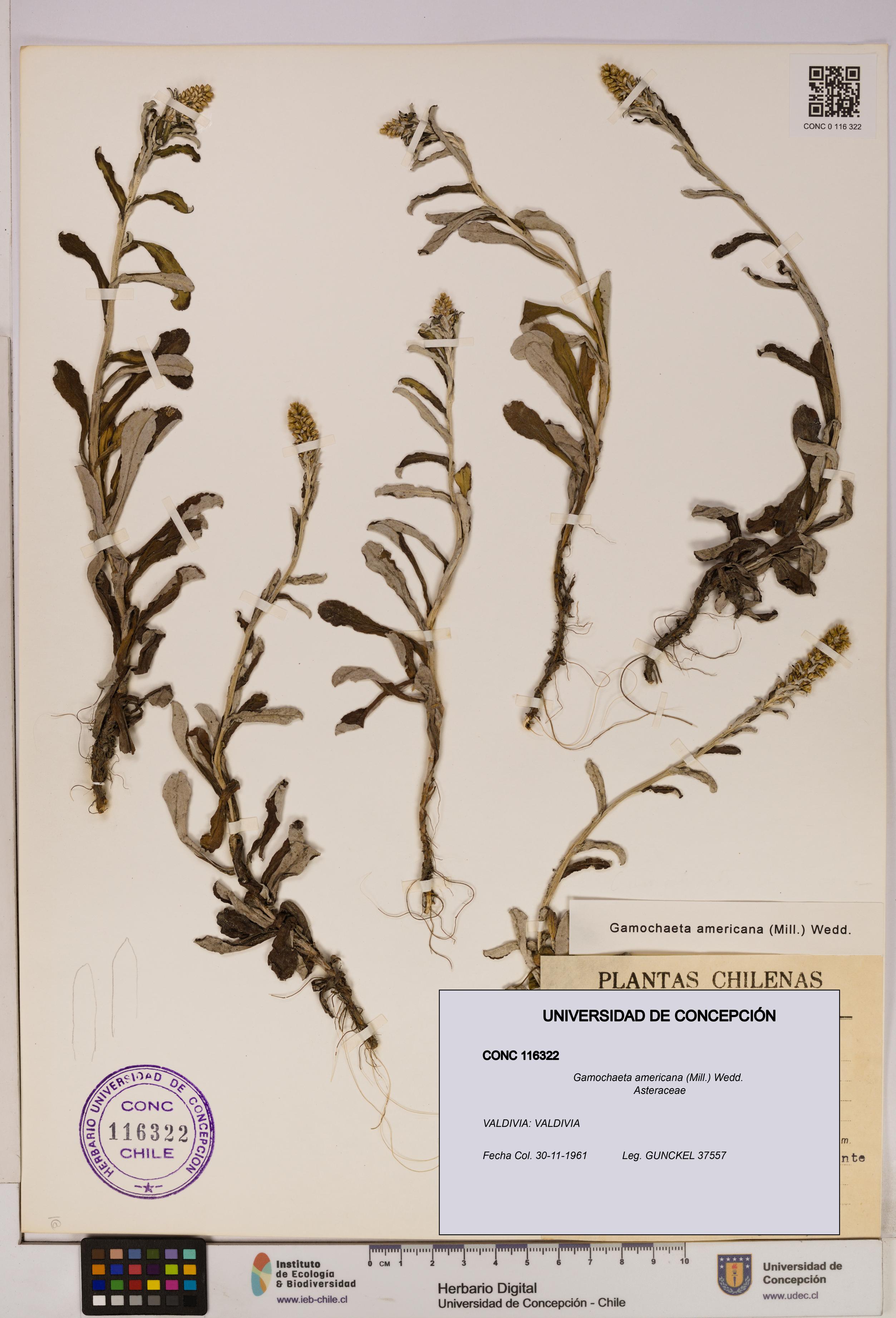 Gamochaeta americana [Espécimen: UDEC:CONC:0116322]