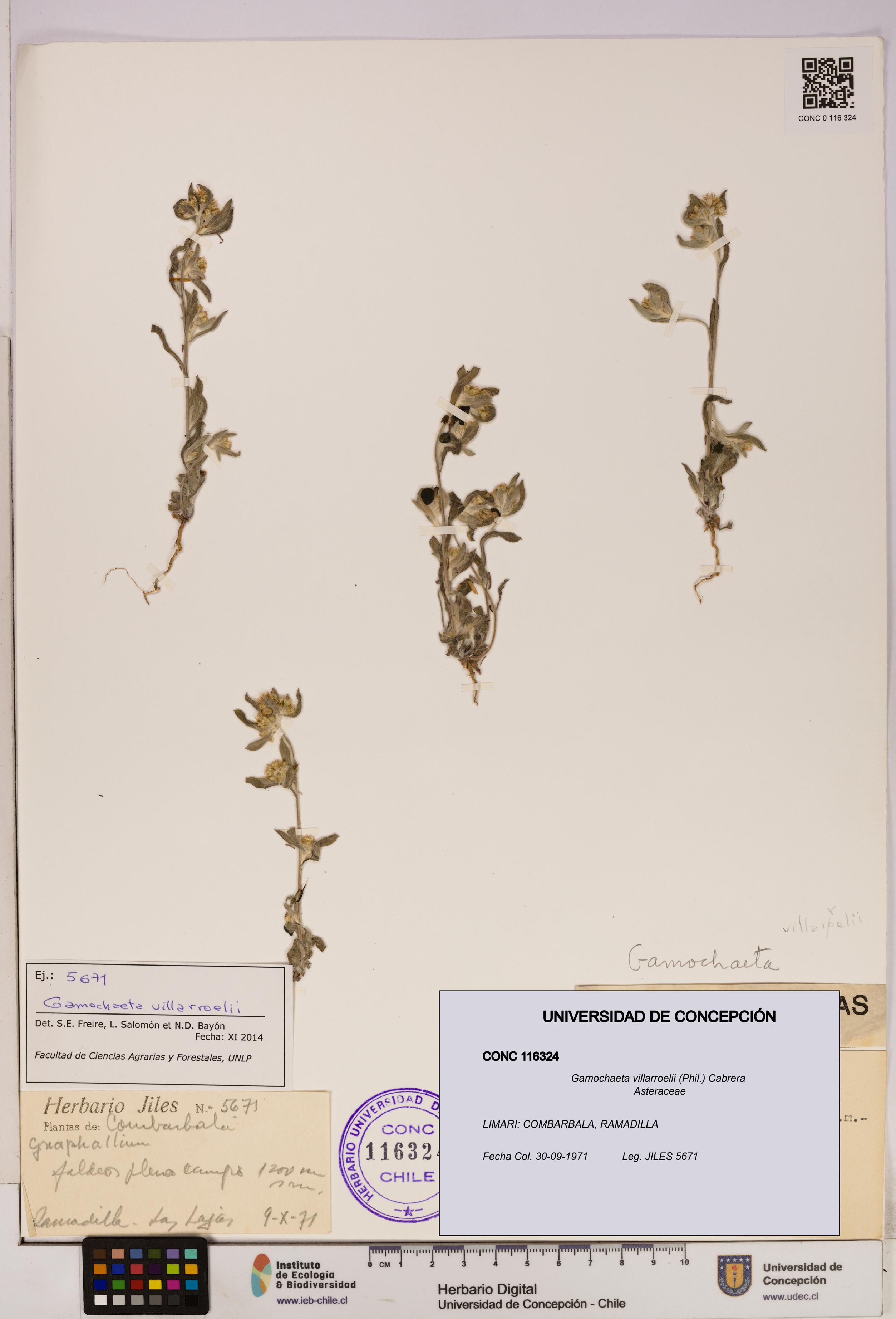 Gamochaeta villarroelii [Espécimen: UDEC:CONC:0116324]