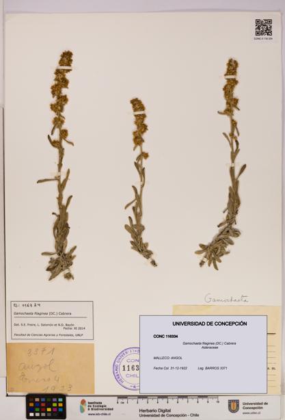 Gamochaeta filaginea [Espécimen: UDEC:CONC:0116334]