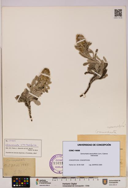 Gamochaeta stachydifolia [Espécimen: UDEC:CONC:0116335]