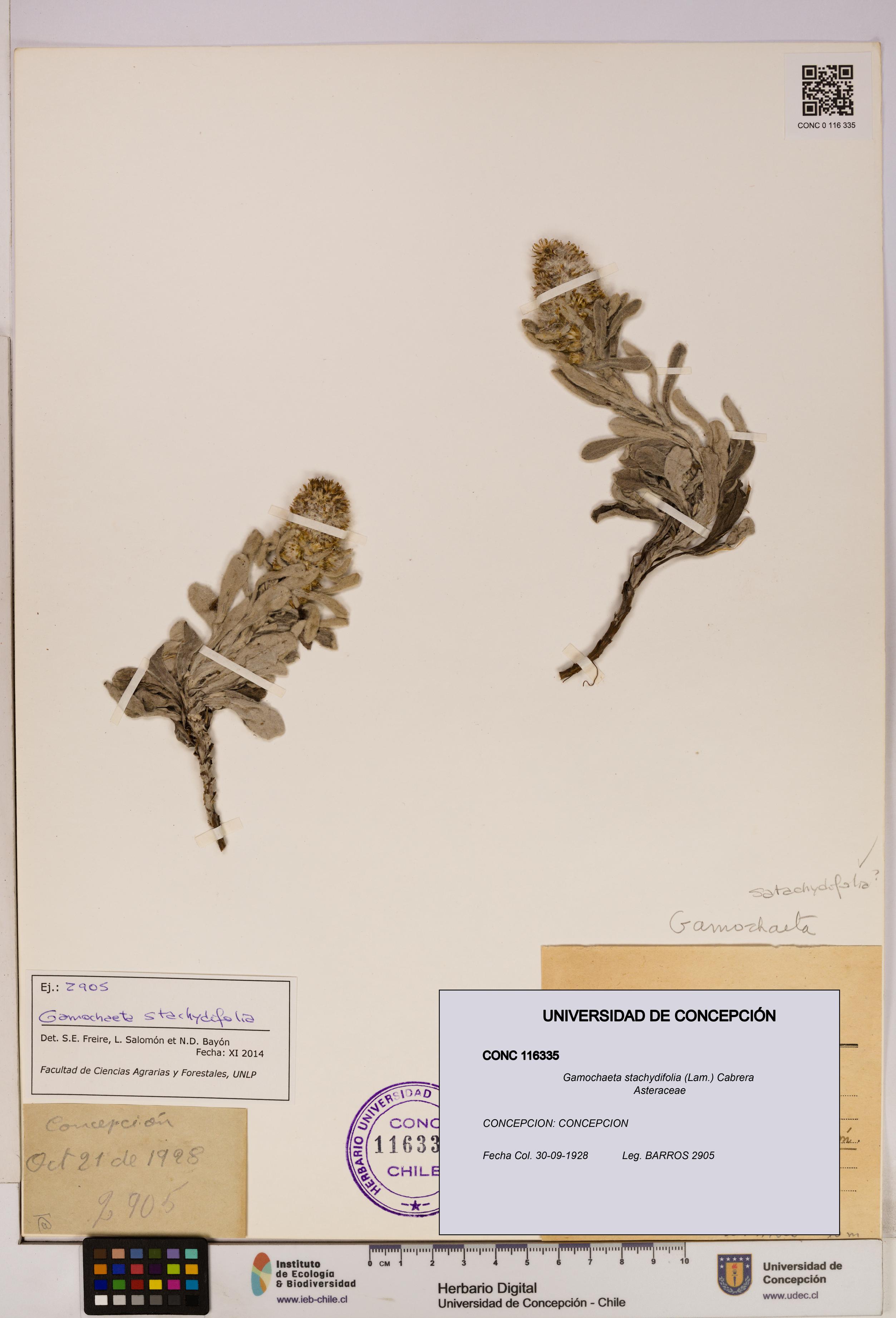 Gamochaeta stachydifolia [Espécimen: UDEC:CONC:0116335]