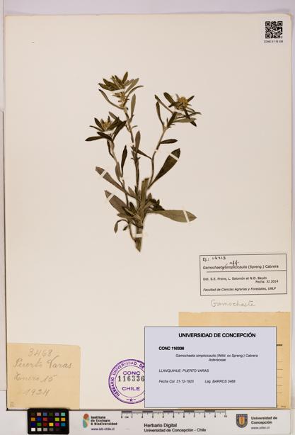 Gamochaeta simplicicaulis [Espécimen: UDEC:CONC:0116336]