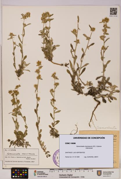 Gamochaeta chamissonis [Espécimen: UDEC:CONC:0116338]