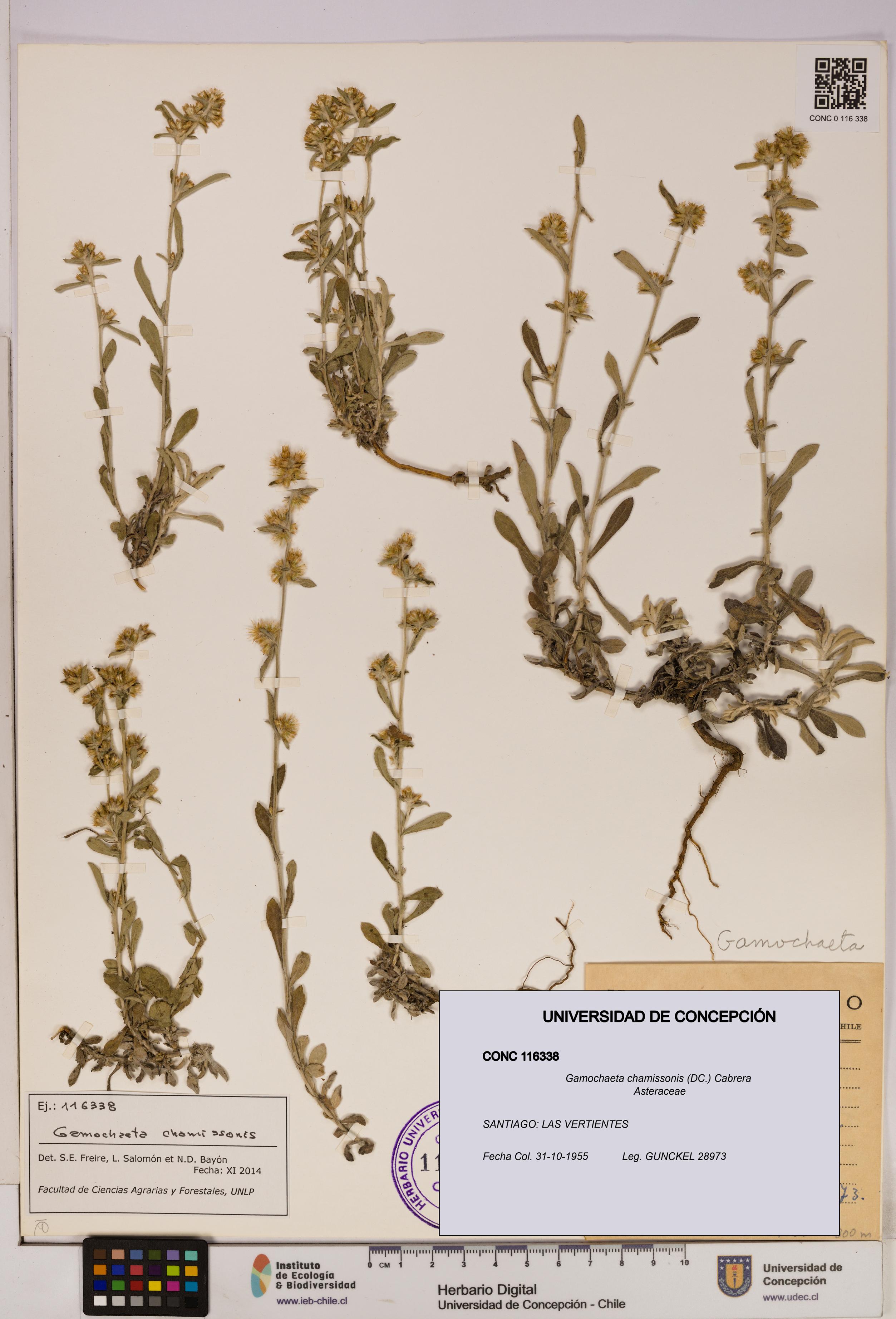 Gamochaeta chamissonis [Espécimen: UDEC:CONC:0116338]