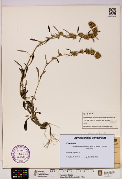 Gamochaeta simplicicaulis [Espécimen: UDEC:CONC:0116339]