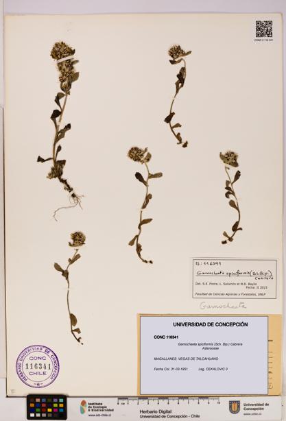 Gamochaeta spiciformis [Espécimen: UDEC:CONC:0116341]