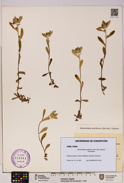 Gamochaeta spiciformis [Espécimen: UDEC:CONC:0116344]