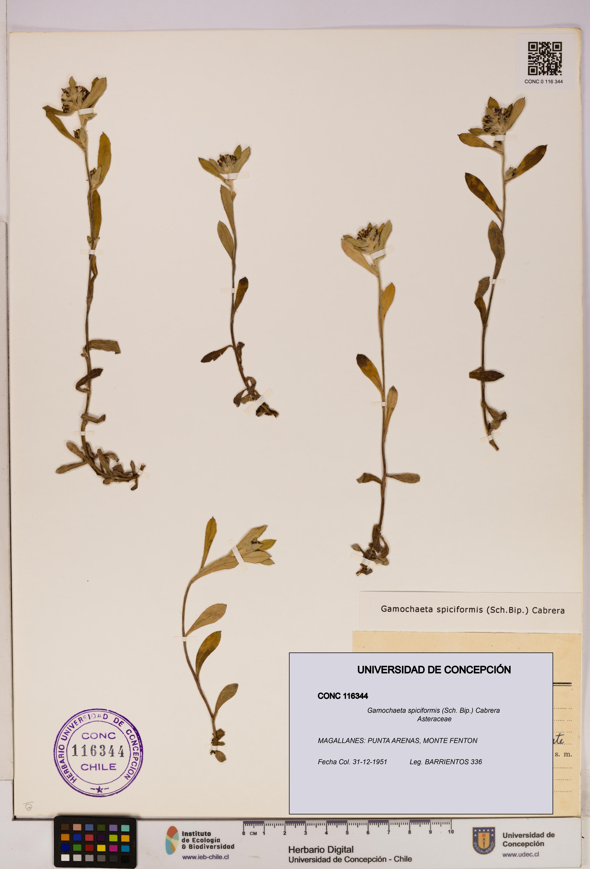 Gamochaeta spiciformis [Espécimen: UDEC:CONC:0116344]