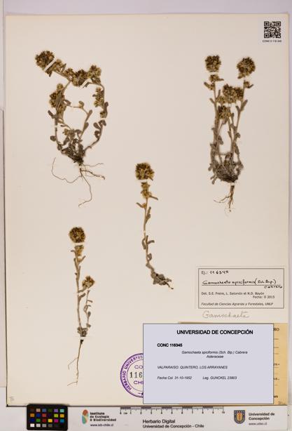 Gamochaeta spiciformis [Espécimen: UDEC:CONC:0116345]