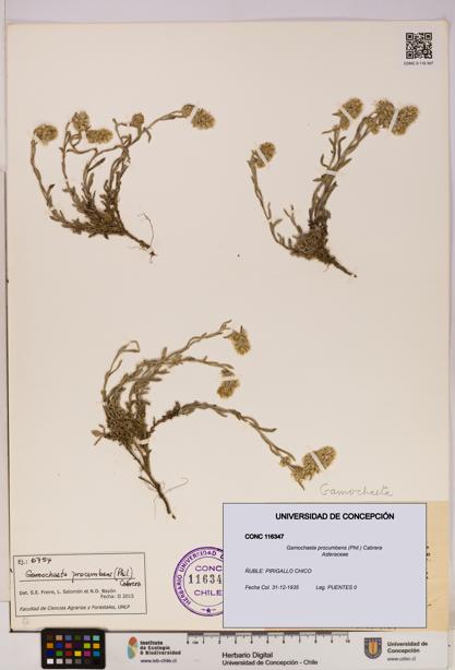 Gamochaeta procumbens [Espécimen: UDEC:CONC:0116347]