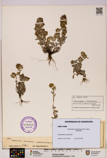 Gamochaeta valparadisea [Espécimen: UDEC:CONC:0116348]