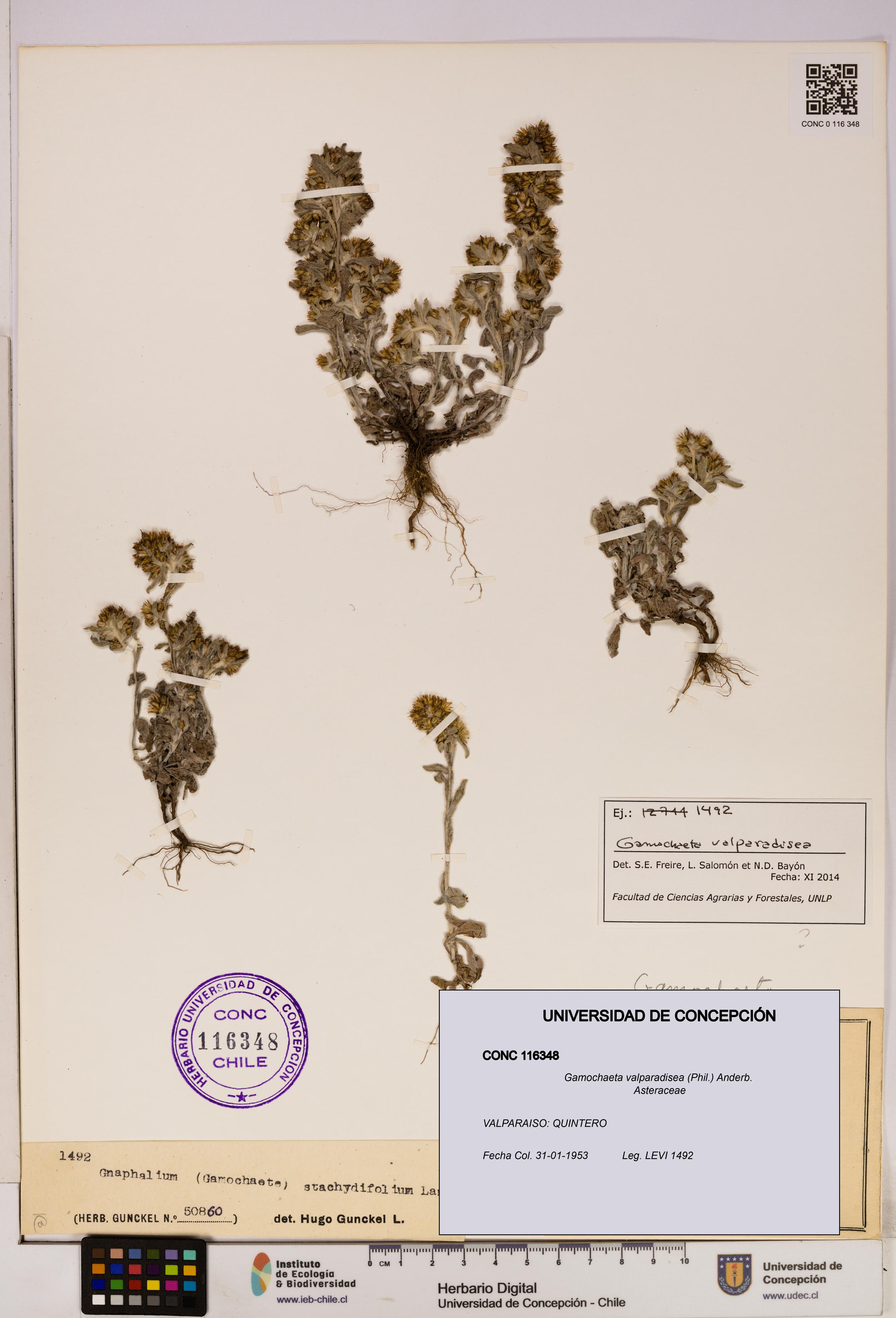 Gamochaeta valparadisea [Espécimen: UDEC:CONC:0116348]