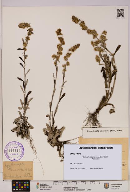 Gamochaeta americana [Espécimen: UDEC:CONC:0116349]