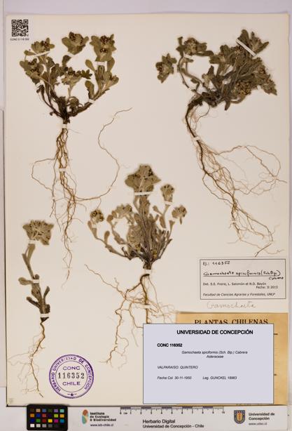 Gamochaeta spiciformis [Espécimen: UDEC:CONC:0116352]