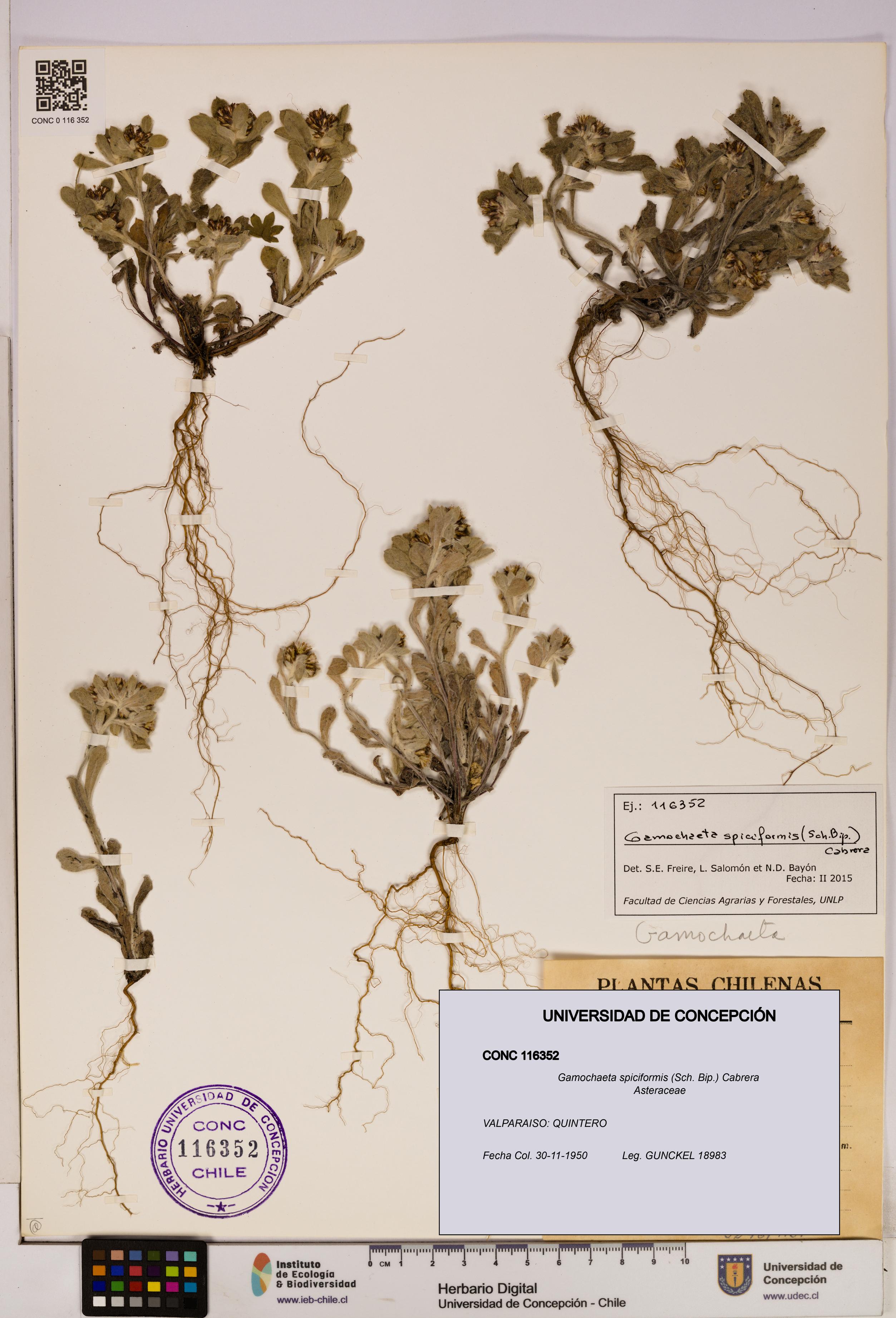 Gamochaeta spiciformis [Espécimen: UDEC:CONC:0116352]