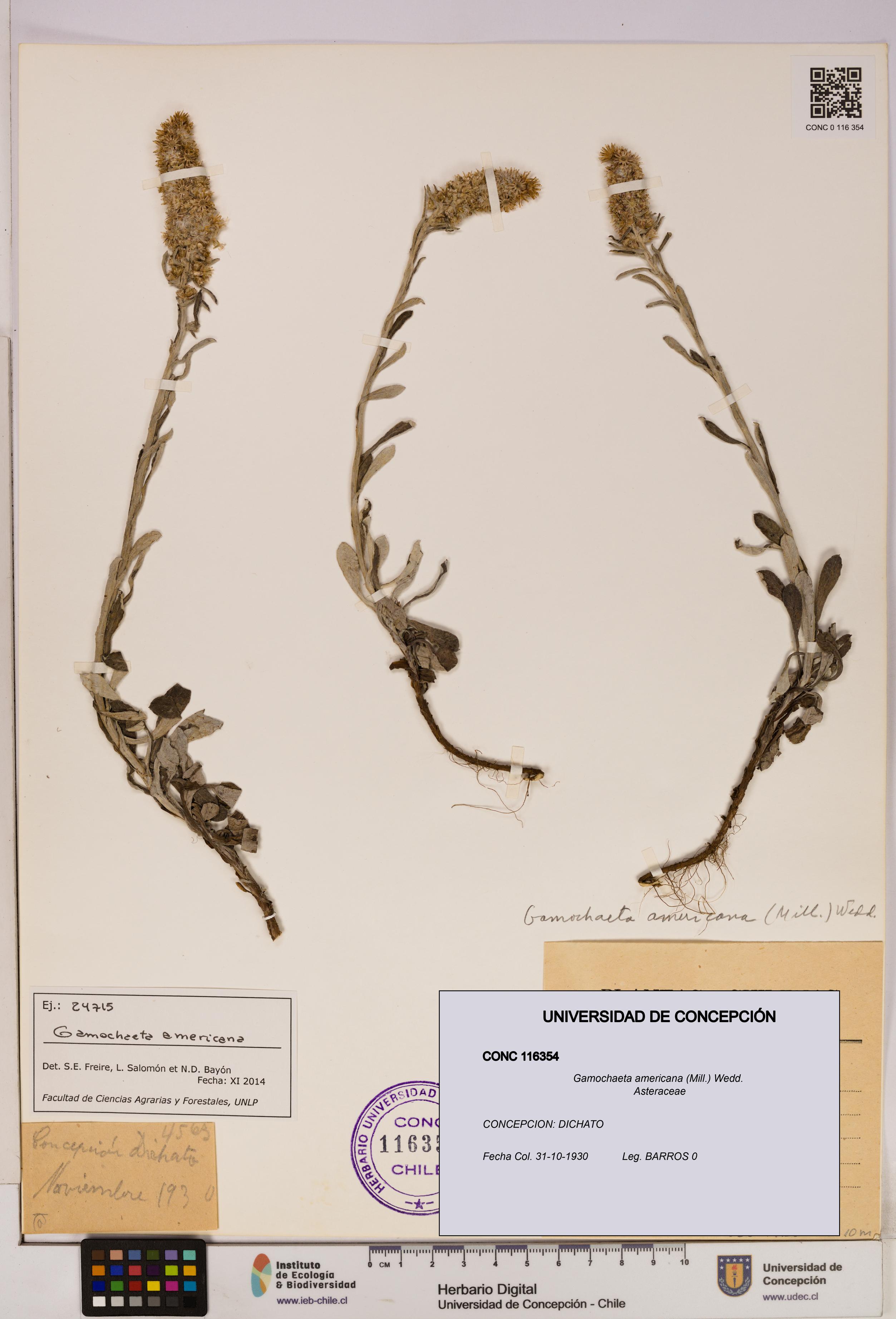 Gamochaeta americana [Espécimen: UDEC:CONC:0116354]