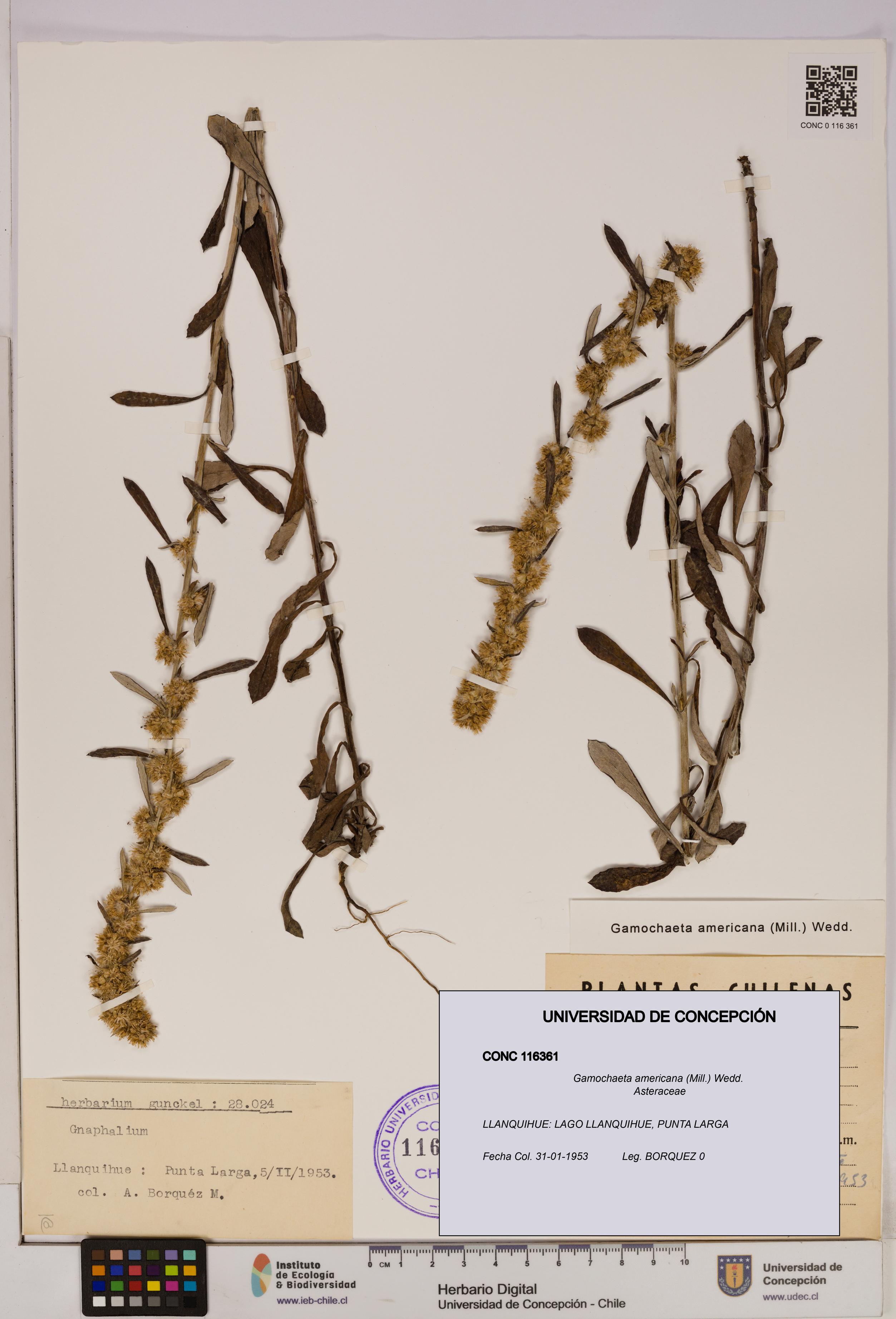 Gamochaeta americana [Espécimen: UDEC:CONC:0116361]