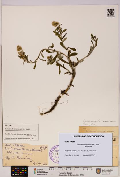 Gamochaeta americana [Espécimen: UDEC:CONC:0116362]