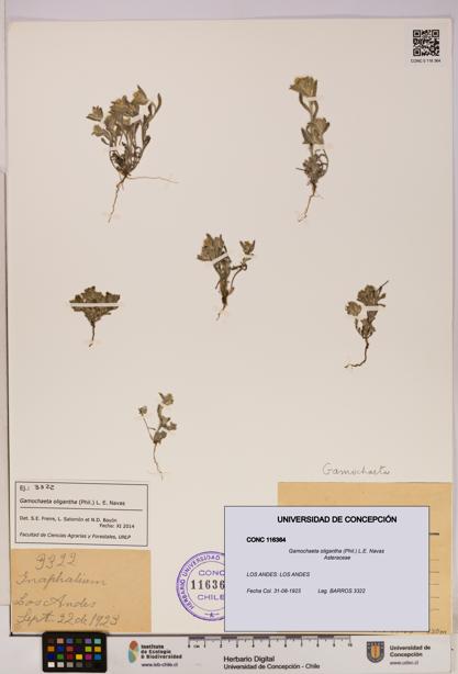 Gamochaeta oligantha [Espécimen: UDEC:CONC:0116364]