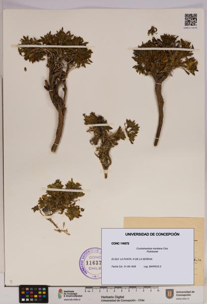 Cruckshanksia montiana [Espécimen: UDEC:CONC:0116372]