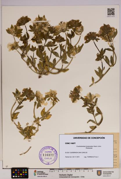 Cruckshanksia hymenodon [Espécimen: UDEC:CONC:0116377]