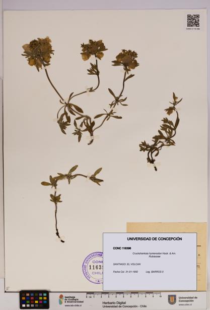 Cruckshanksia hymenodon [Espécimen: UDEC:CONC:0116396]