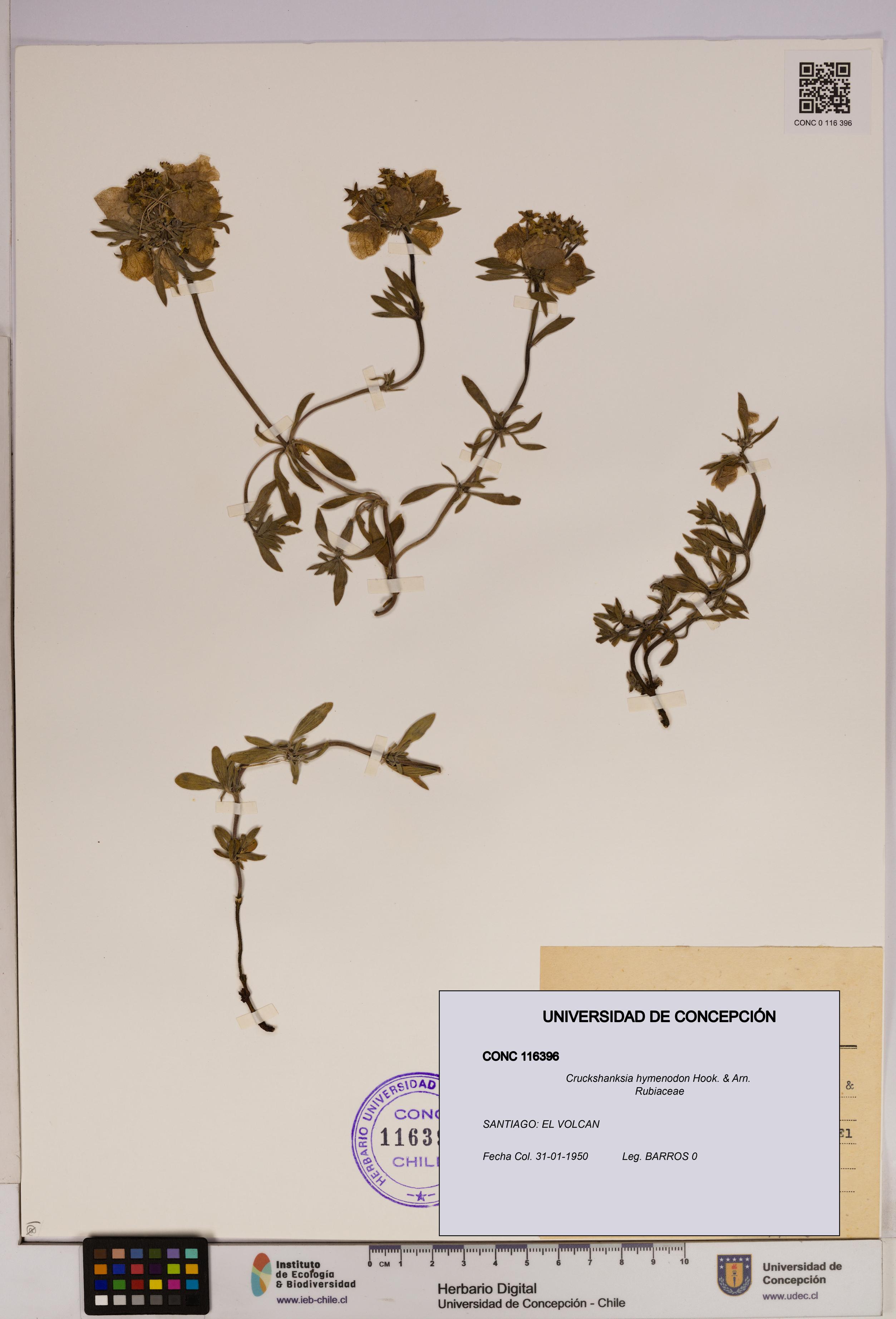 Cruckshanksia hymenodon [Espécimen: UDEC:CONC:0116396]