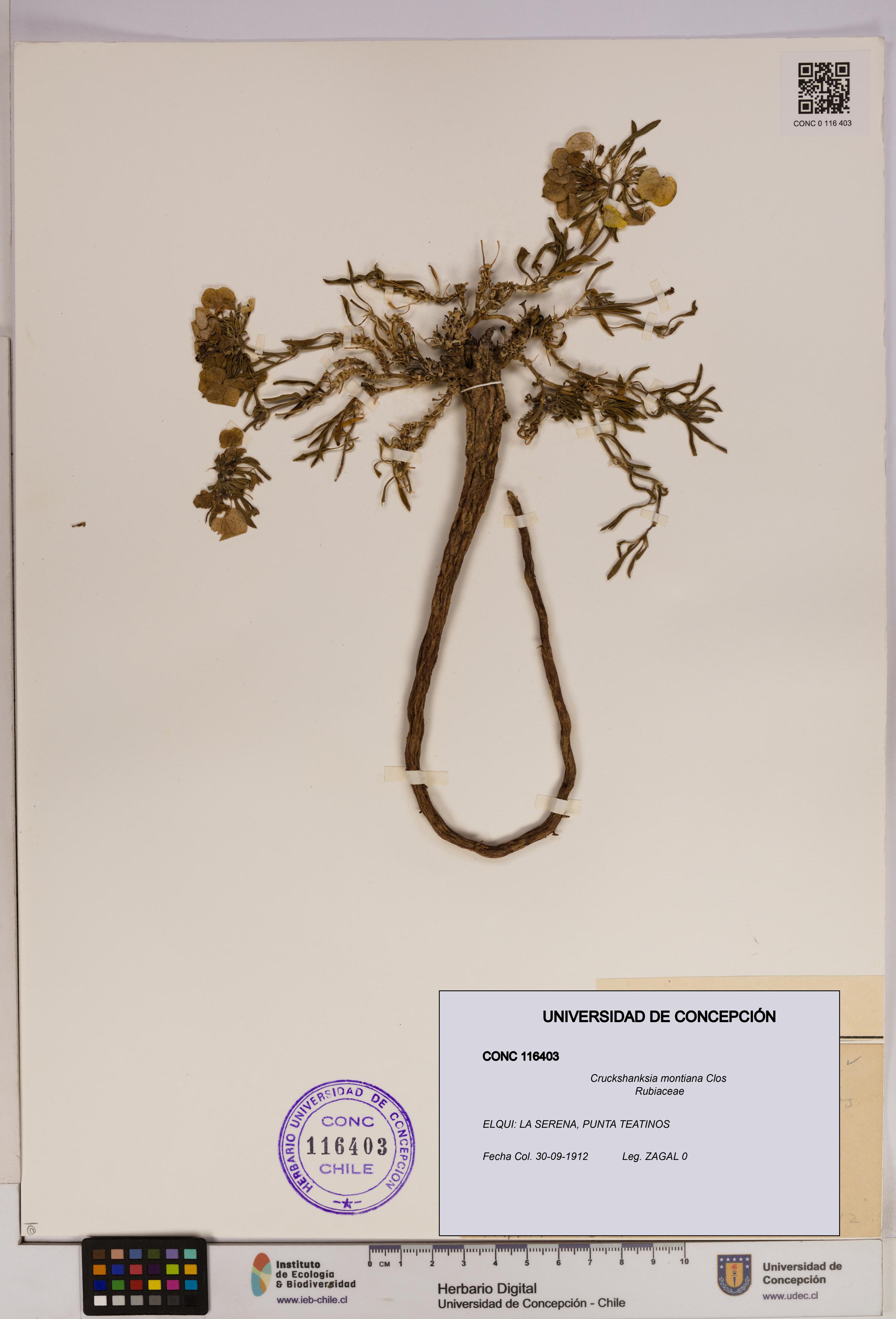 Cruckshanksia montiana [Espécimen: UDEC:CONC:0116403]