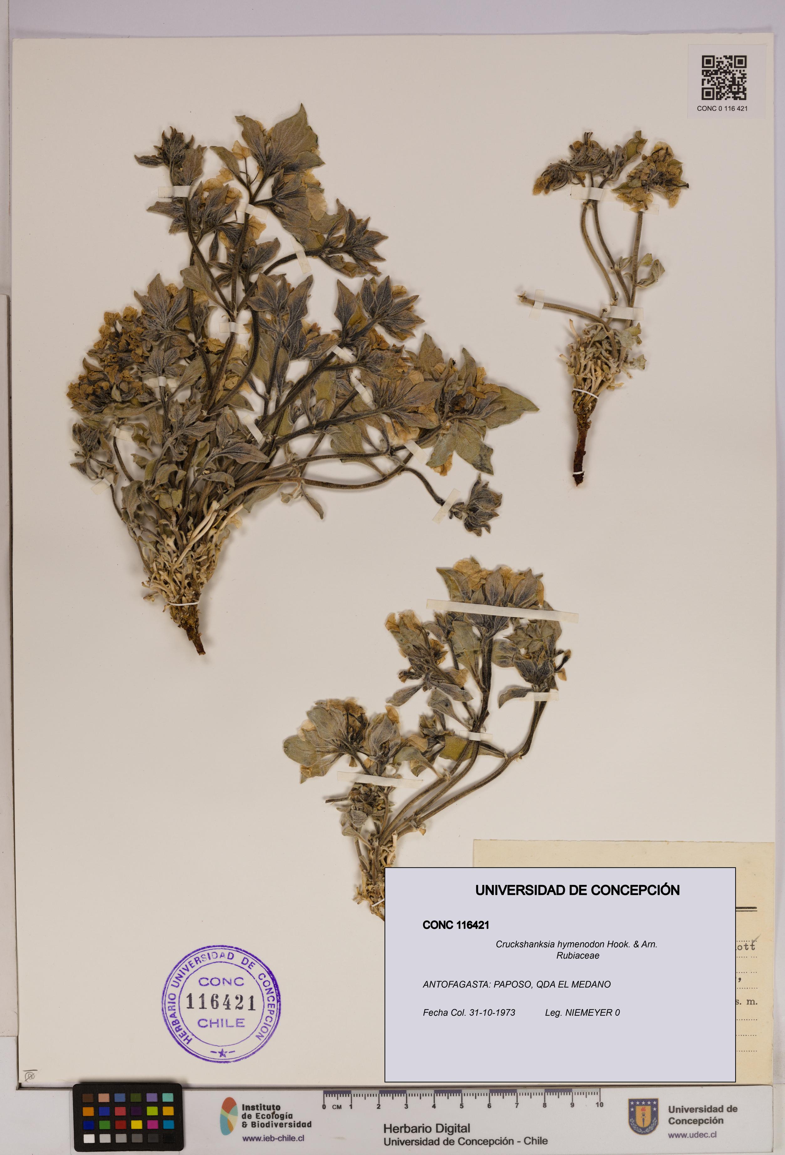 Cruckshanksia hymenodon [Espécimen: UDEC:CONC:0116421]