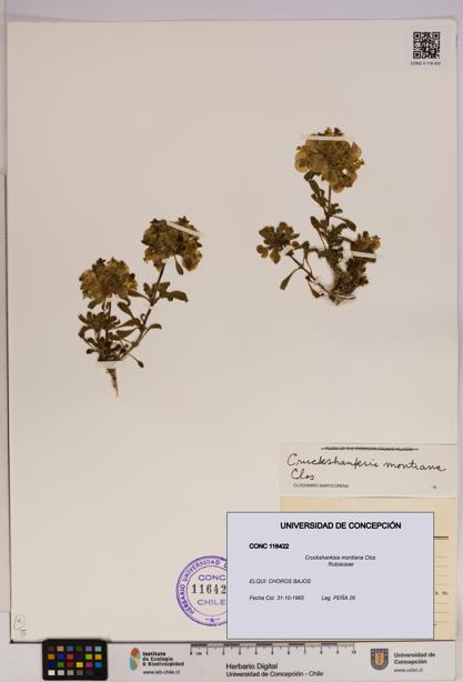 Cruckshanksia montiana [Espécimen: UDEC:CONC:0116422]